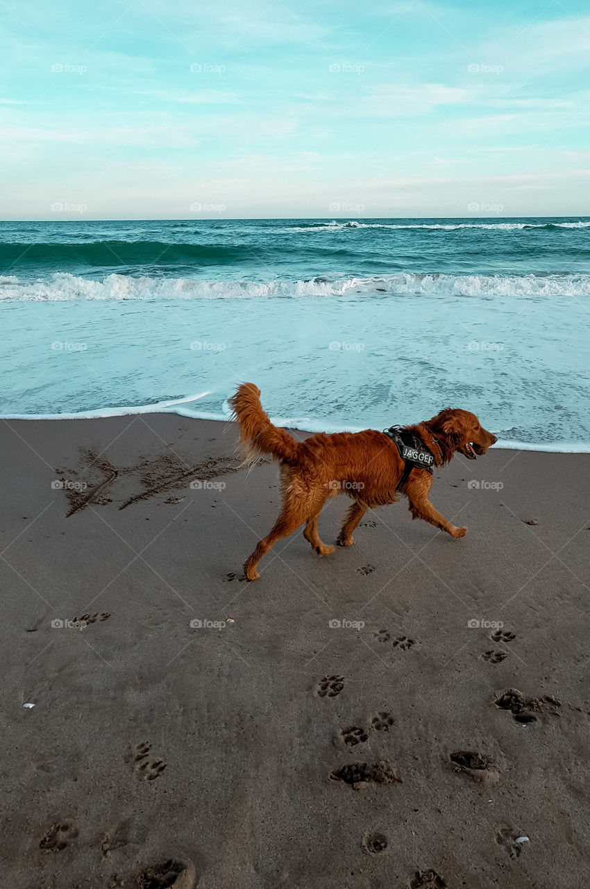 Photo of a dog playing on the beach during day un summer 
