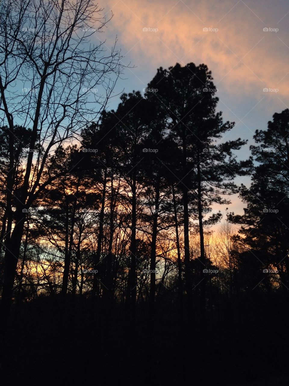 Sunset in the woods