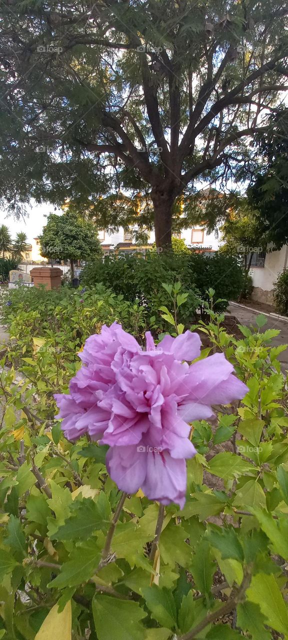 Flor rosa Parque