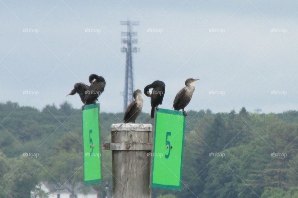 Cormorant Community 2. Cormorants gathering at York Beach in Maine.