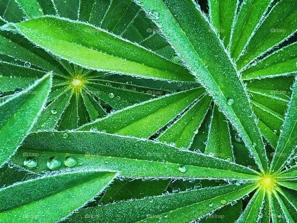 Sternförmige Blätter mit Wassertropfen 