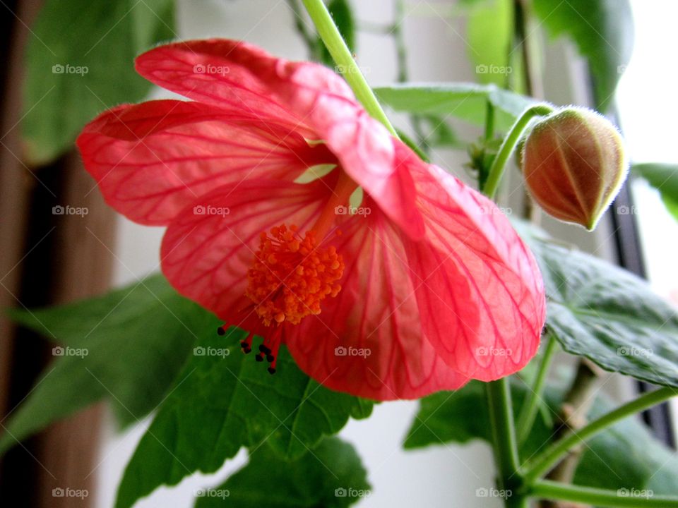 abutilon room flowers