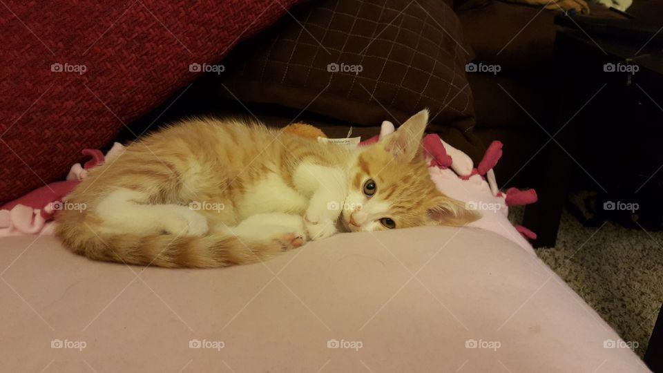 Shy kitten . So shy to play! 