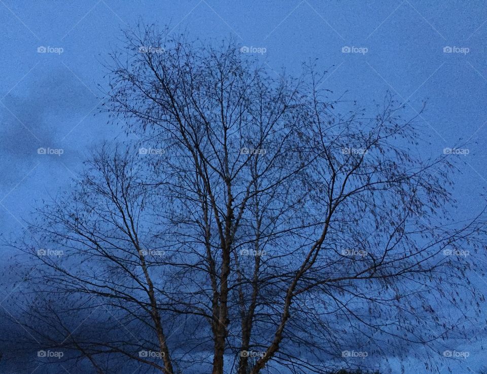 Branches in the cold sky 