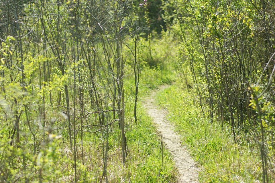 Path in woods