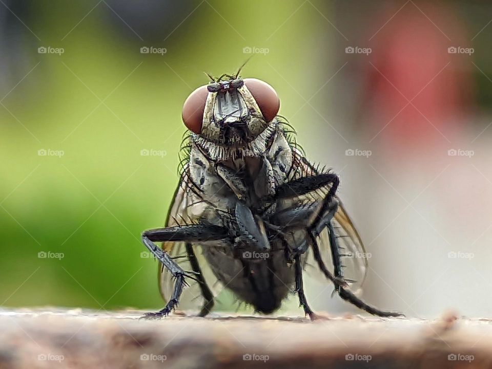 flies that land on wood with a force from the front