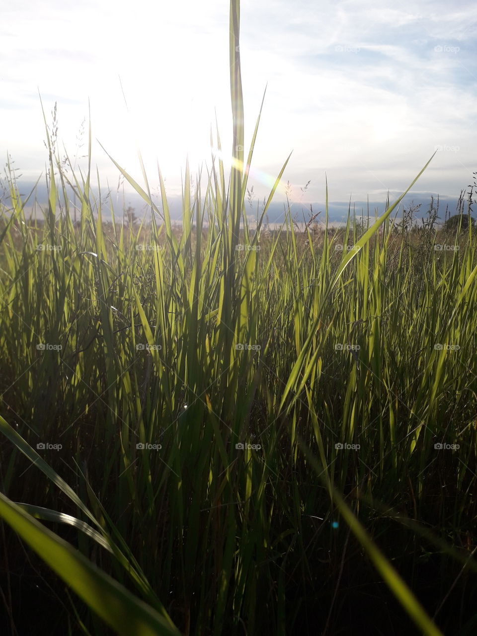 Sunlight in the grass