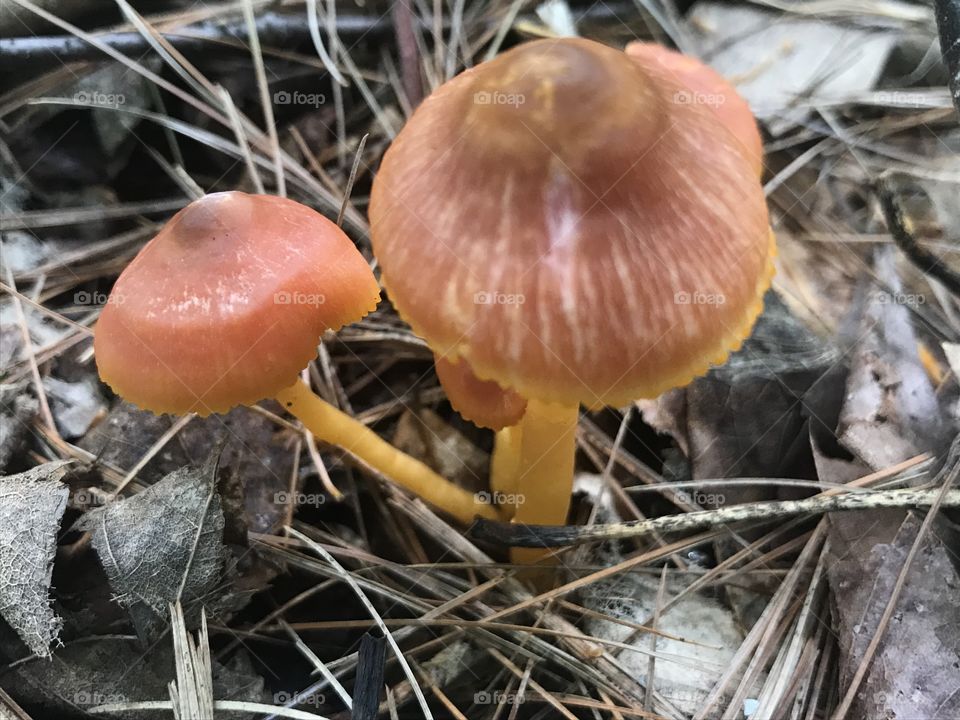 Wild Musrooms