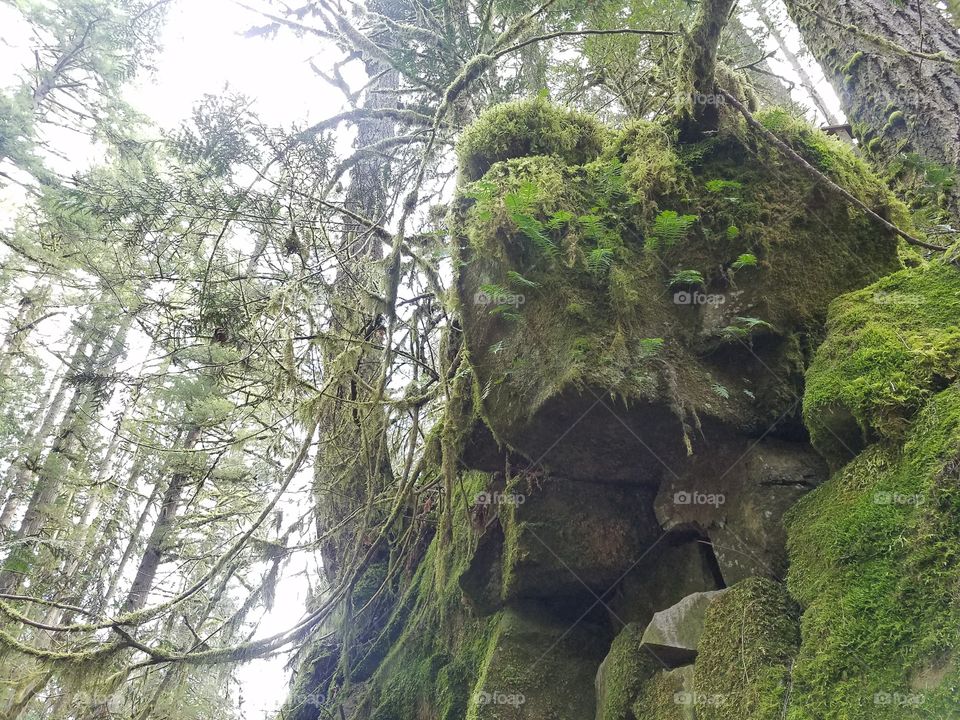 moss covered cliff