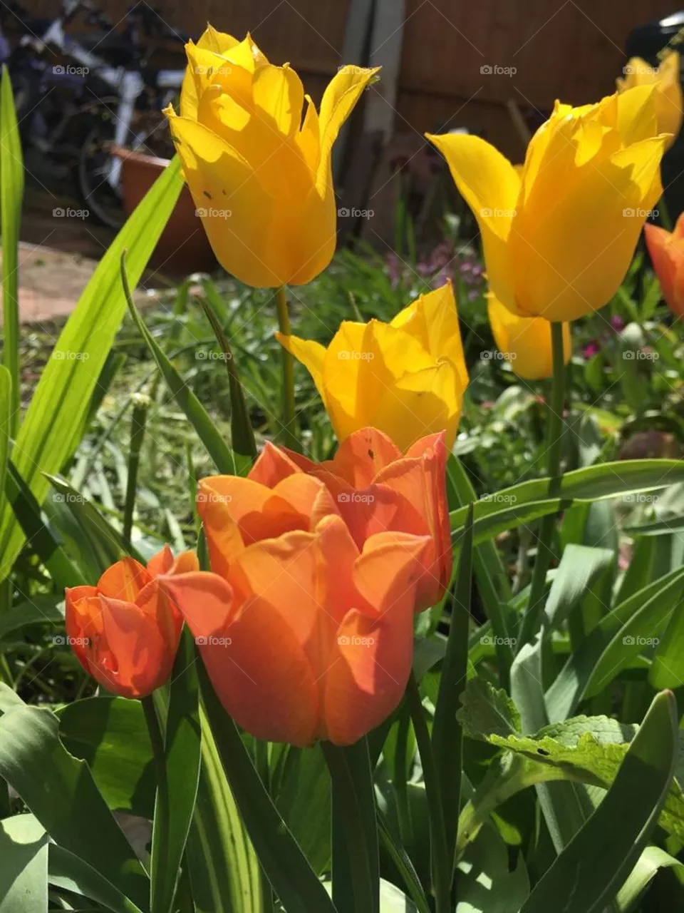 Tulip