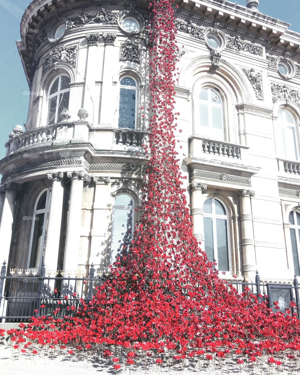 Poppy display in Hull UK