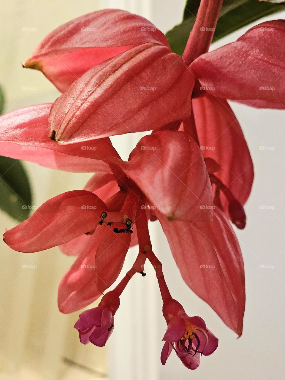 indoor red flower