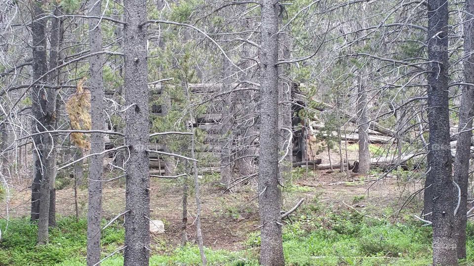 Cabin in the trees