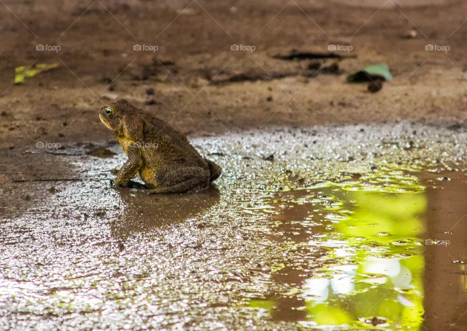 frog