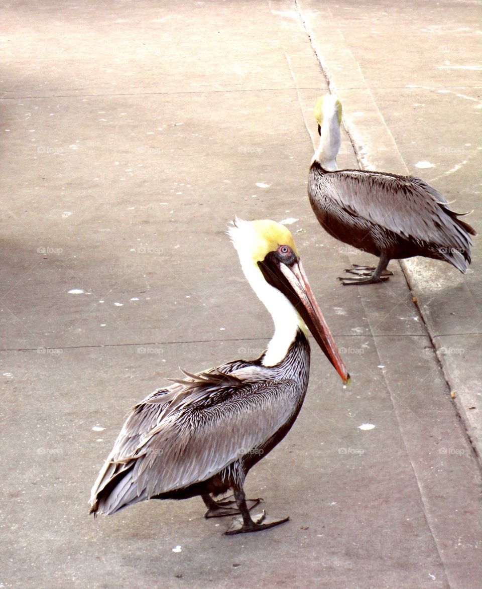 The Walking Pelicans