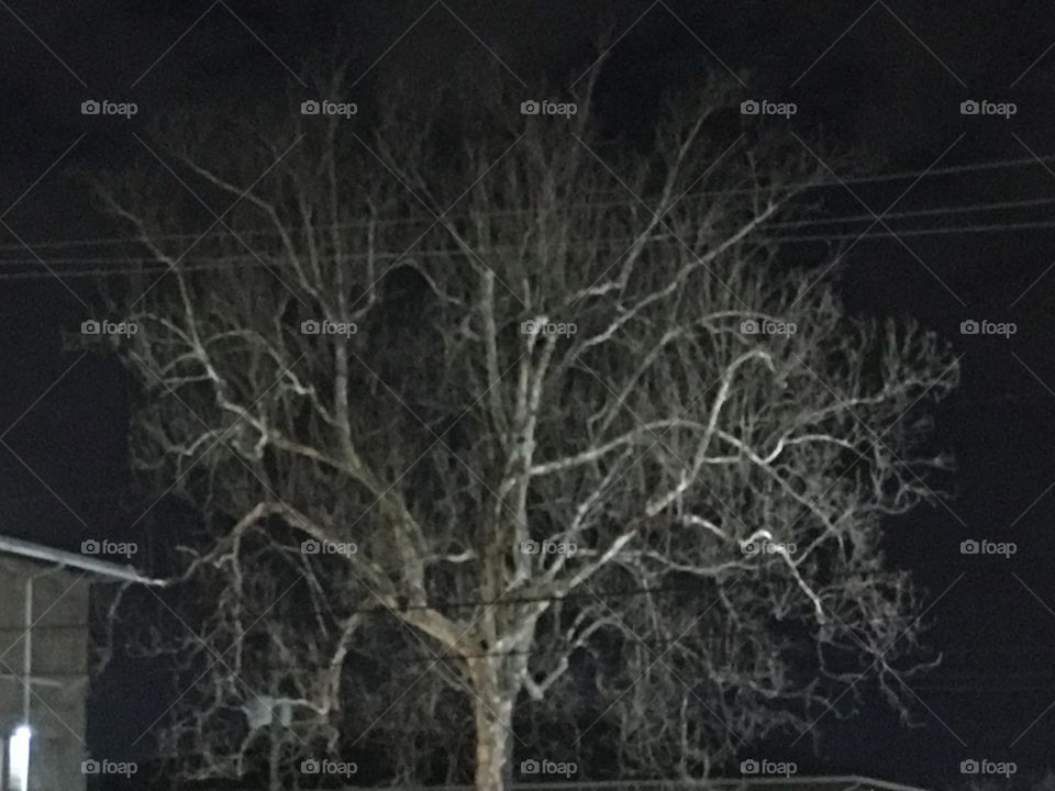 Scary night tree