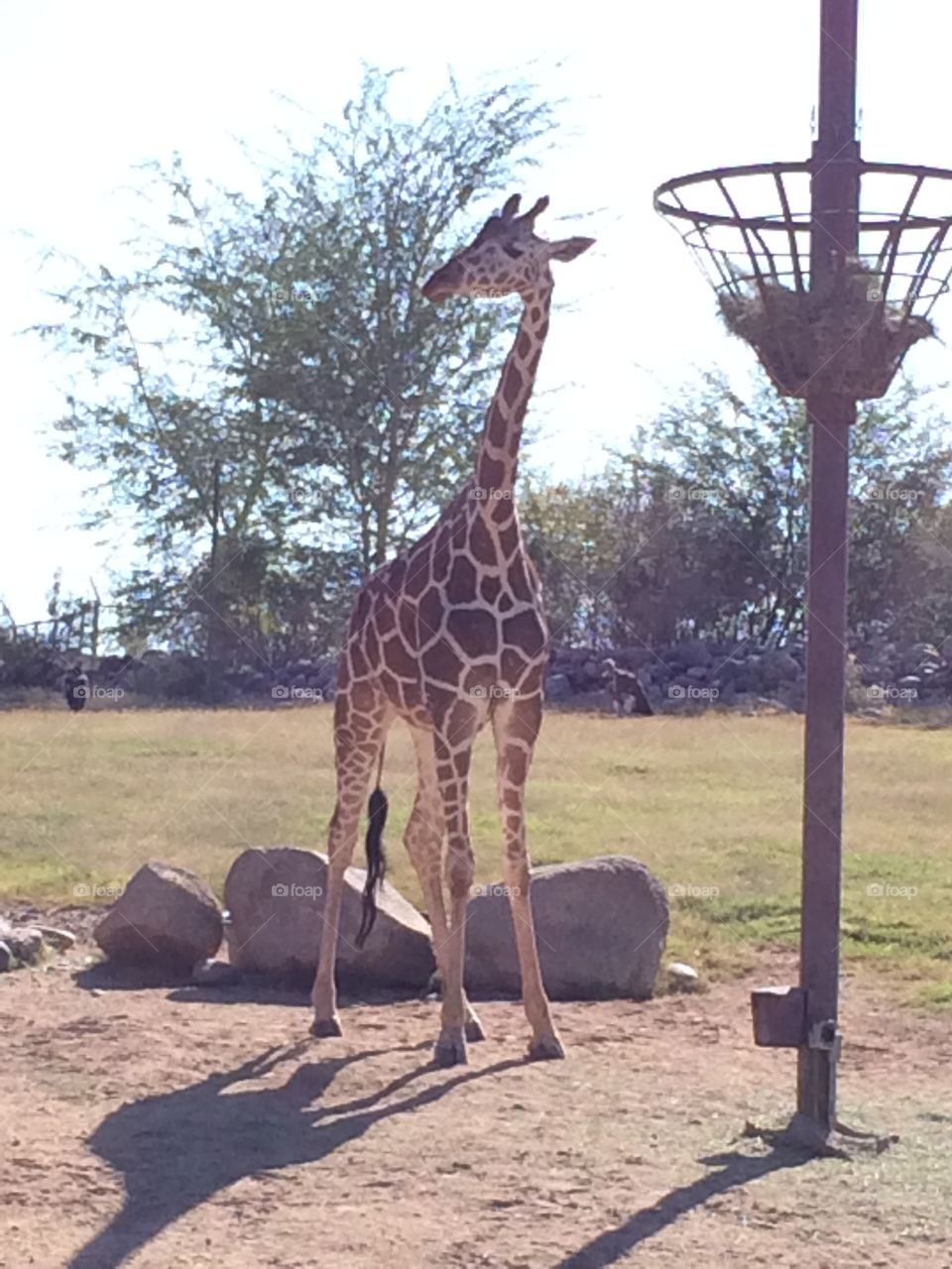 Giraffe at zoo