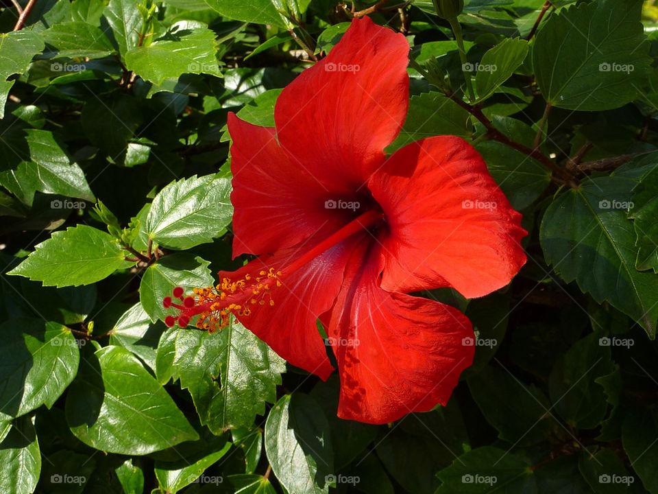 flower red blomma röd by ingrid13