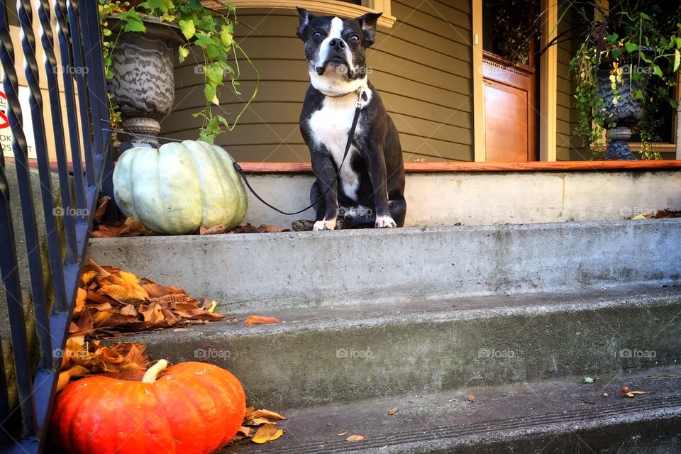 Dog and pumpkins