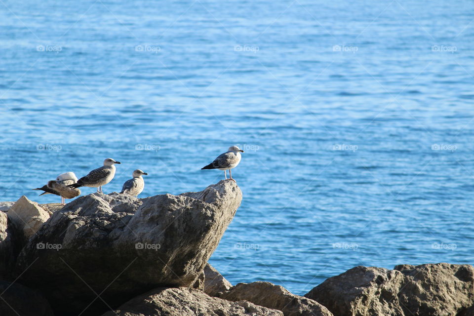 Birds,  rock and sea. Atrani,  Amalfi Coast,  Italy.