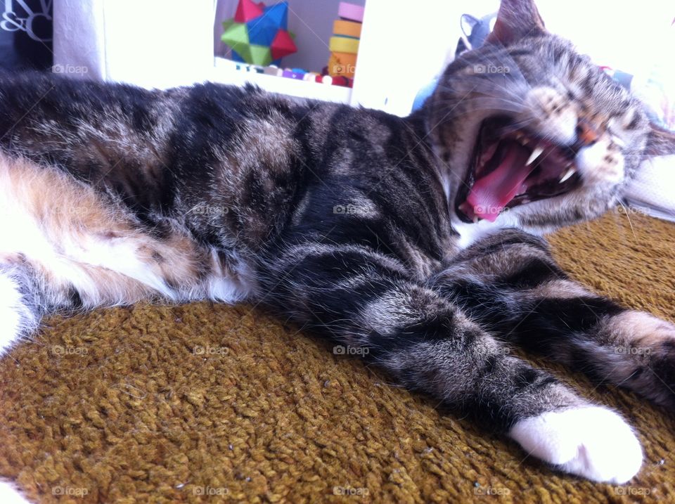 Cat yawn. My cat yawning