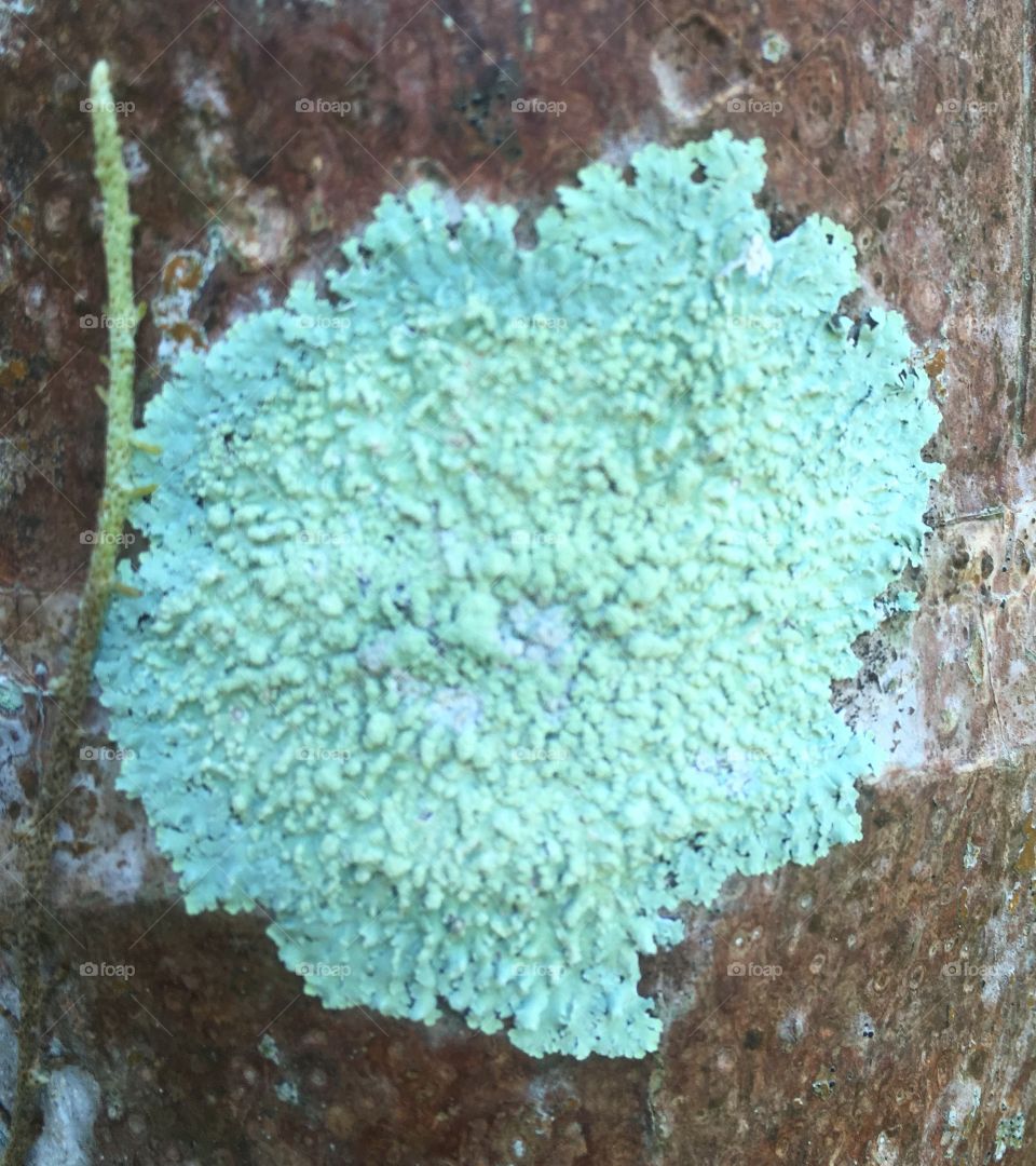  Pastel Lichen
