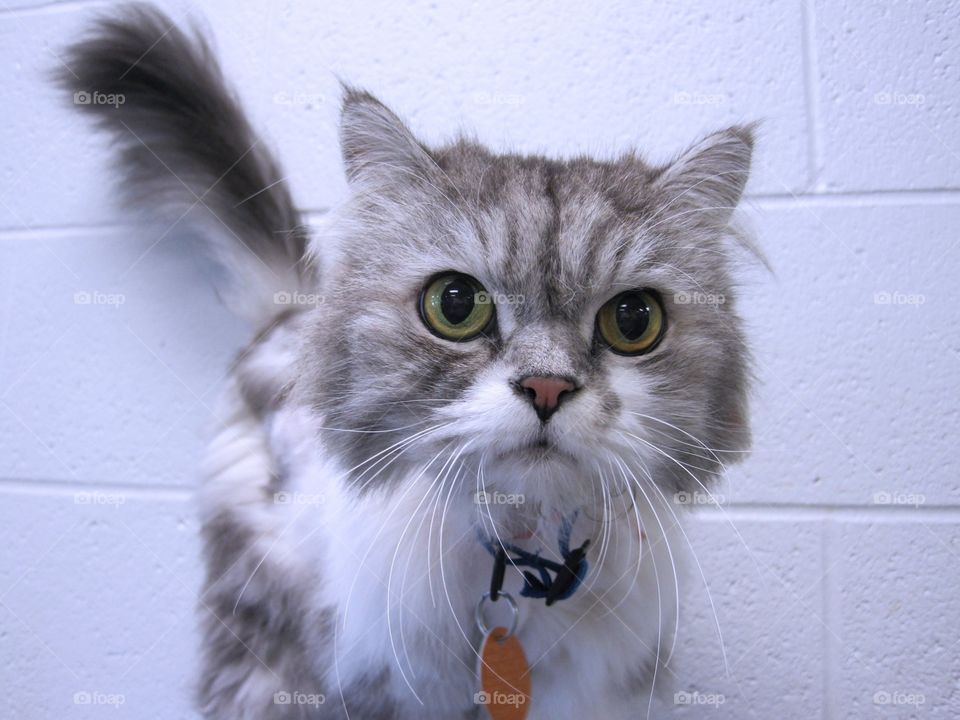 Gray and white tabby kitty 