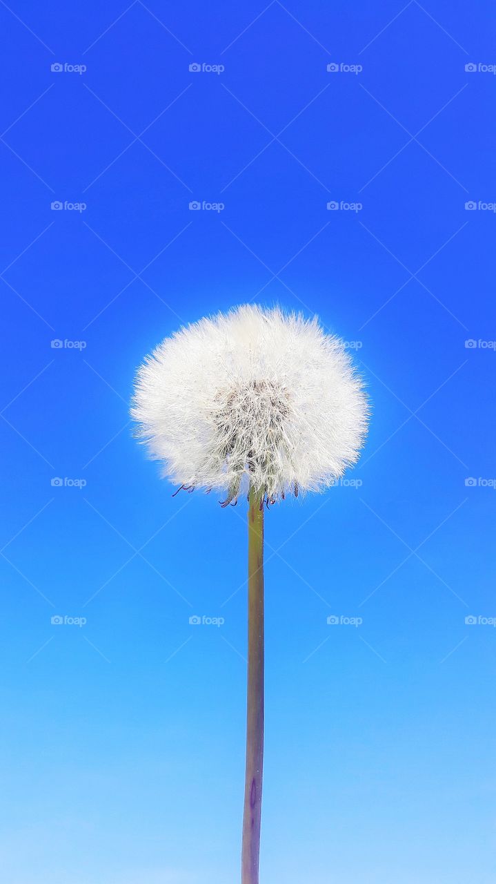 dandelion with sky backround without clouds