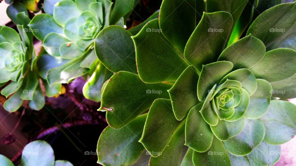 Succulent