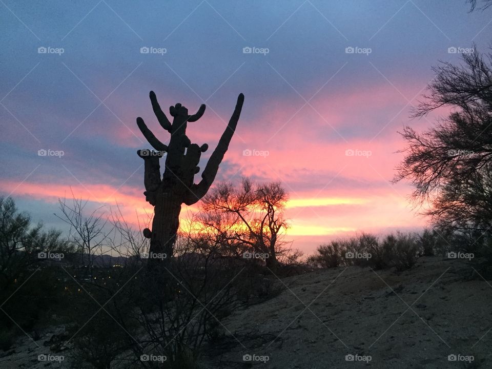Cactus and sunset 