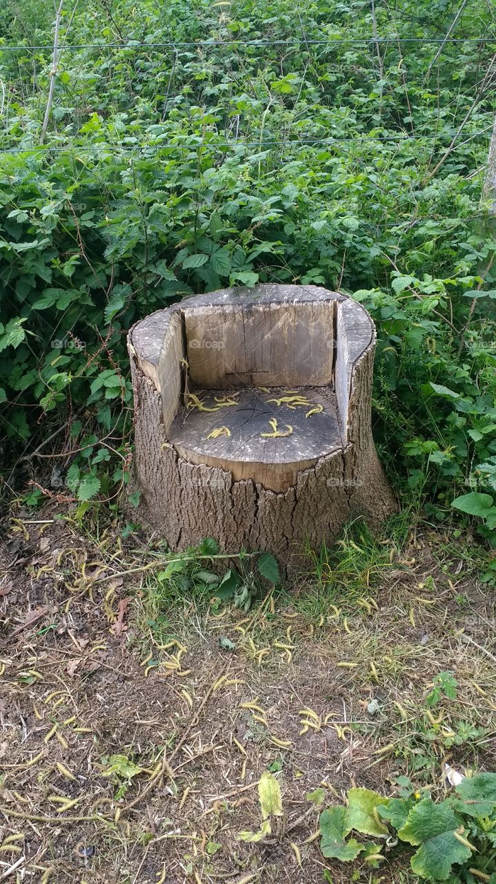 wooden seat in a forest
