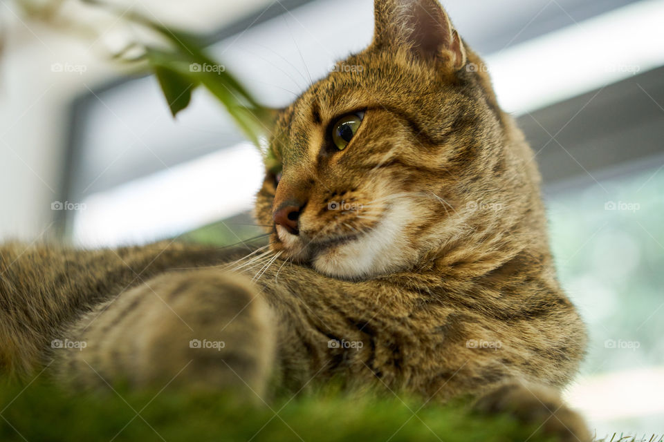 Close-up of cat