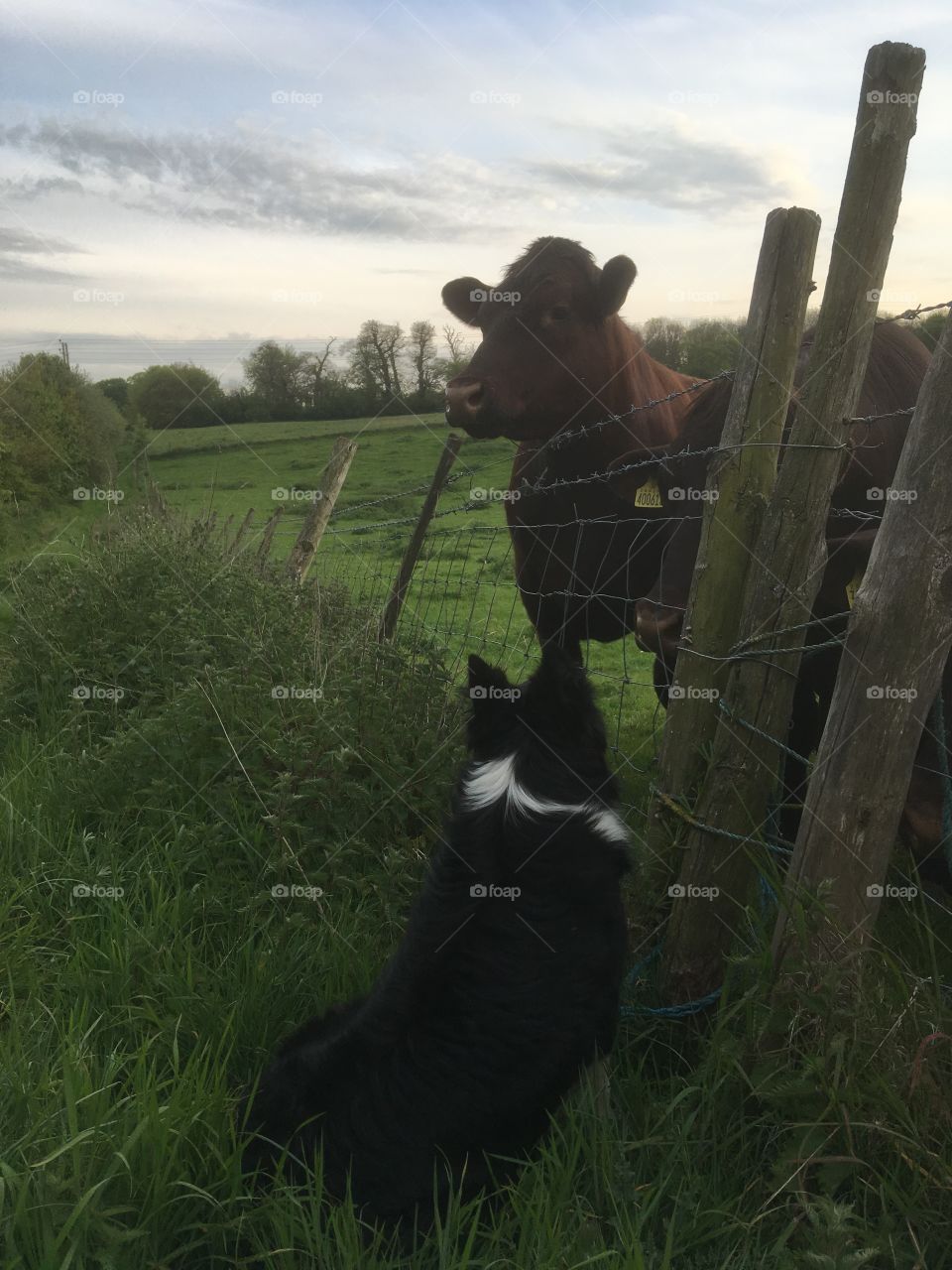 Collie and cattle 