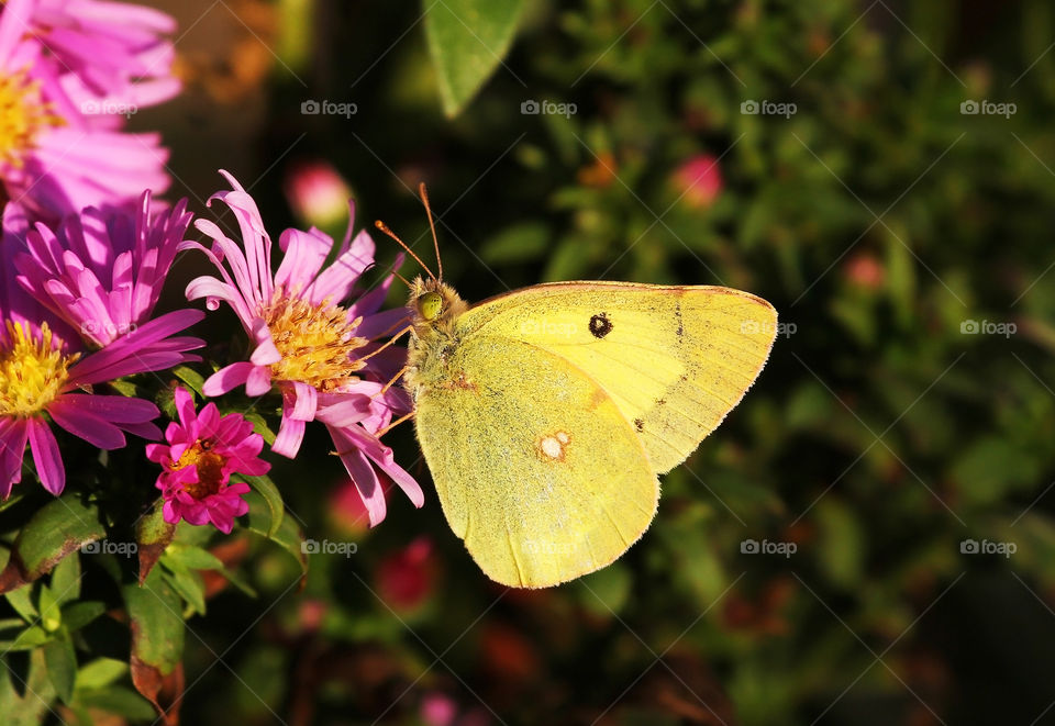 Yellow butterfly on flower