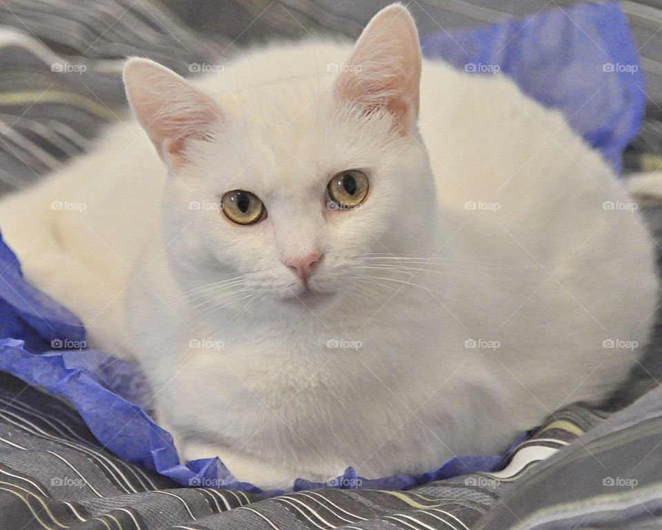 Beautiful white cat 