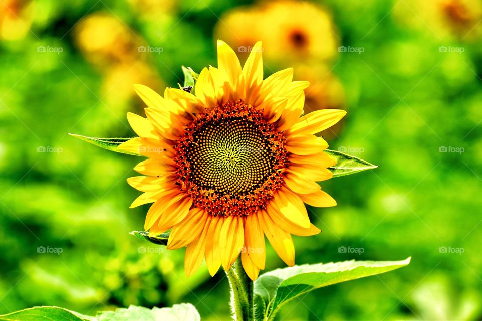 Pretty sunflower in the field 