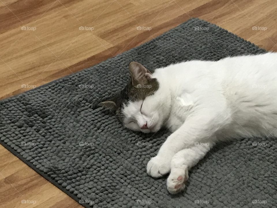 playful and sleep cat in house