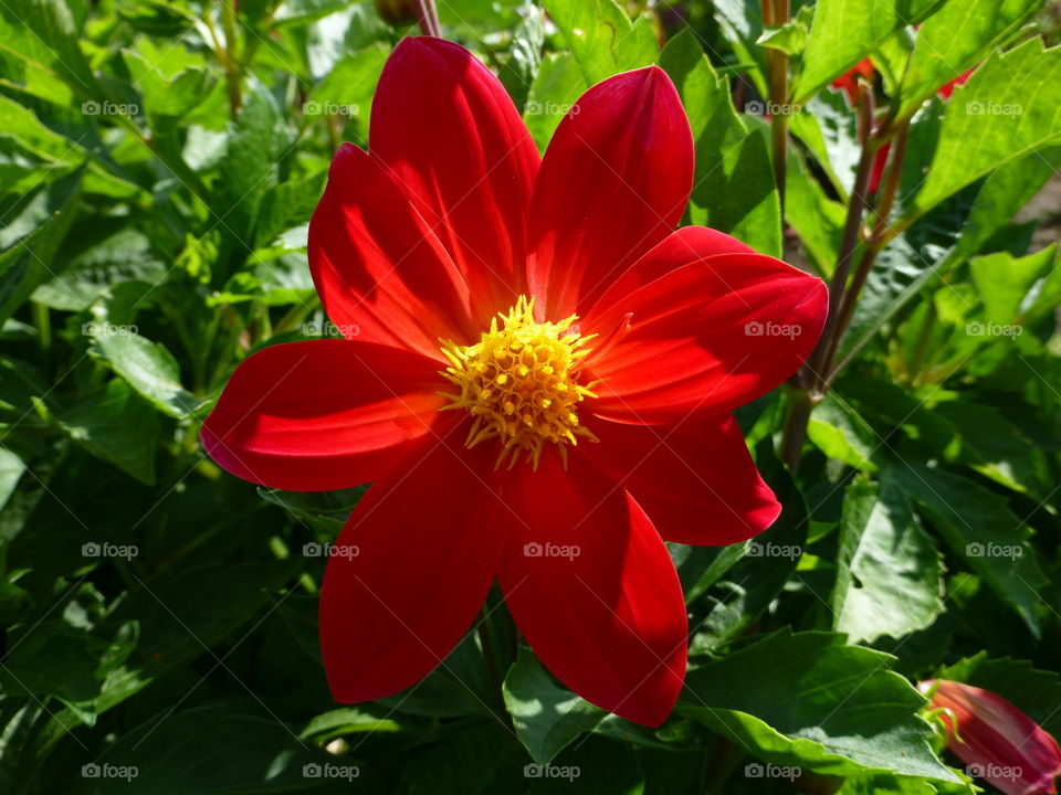Red flower