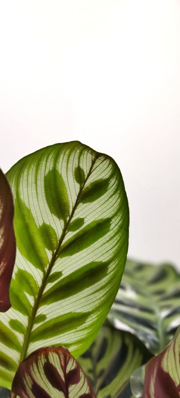 Calathea makoyana leaf