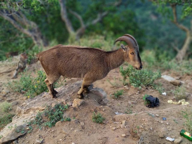 goat