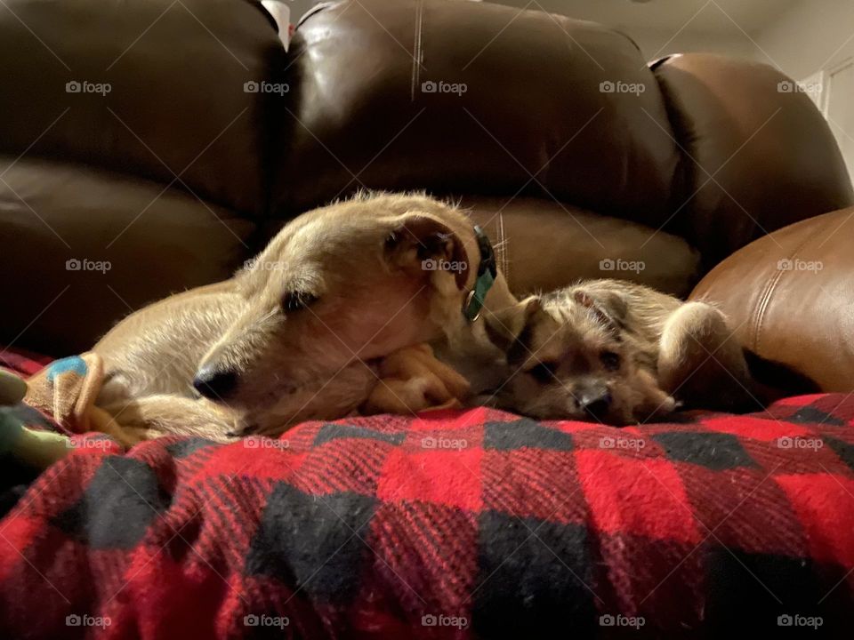 Finally this puppy settled down! Now we can rest.