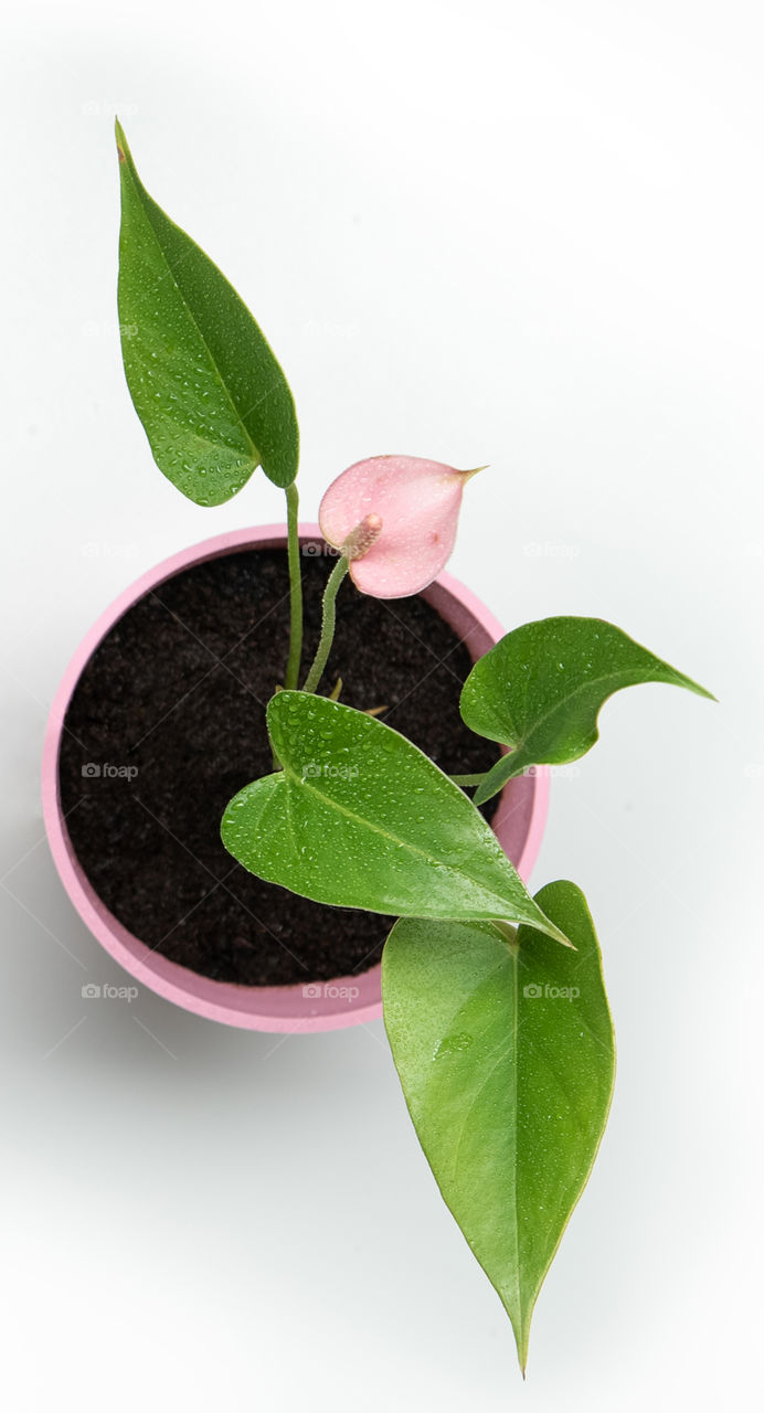 Anthurium. Favorite plant of my daughter "Droplet of Love"