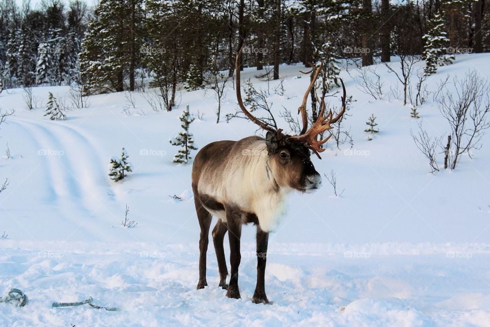 Reindeer standing in snow
