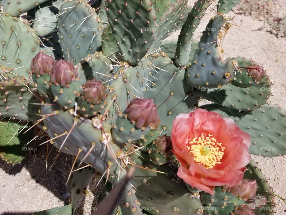 Beaver tail cactus in bloom