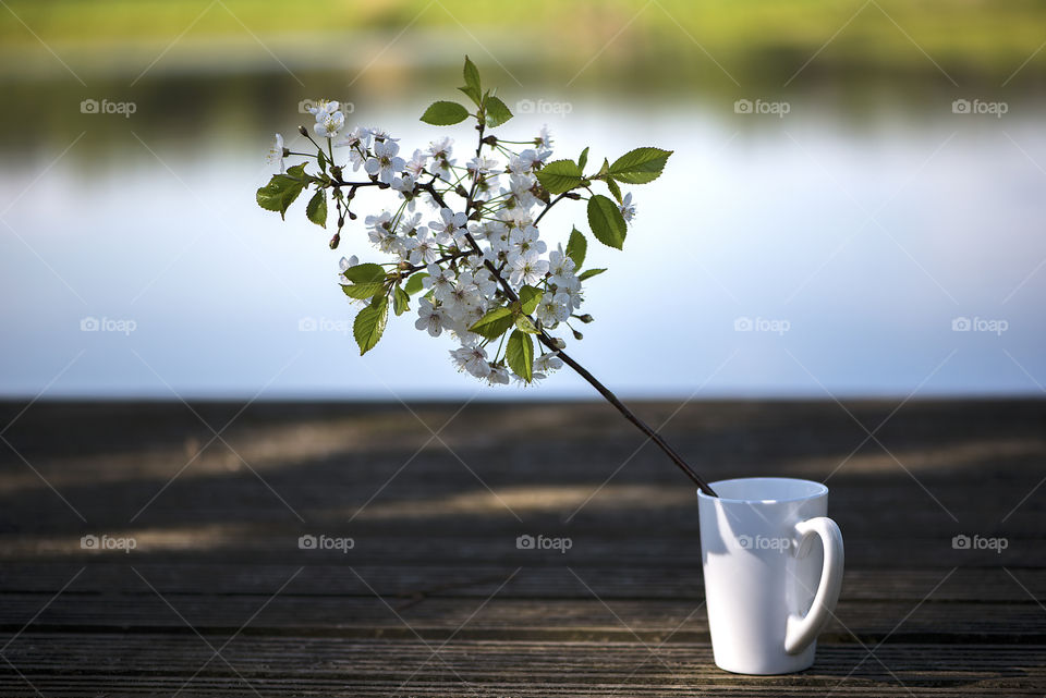 Flowering cherry branch