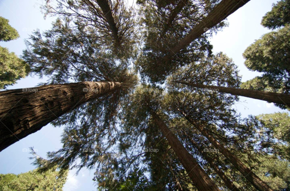 trees forest grove old by stephenkirsh