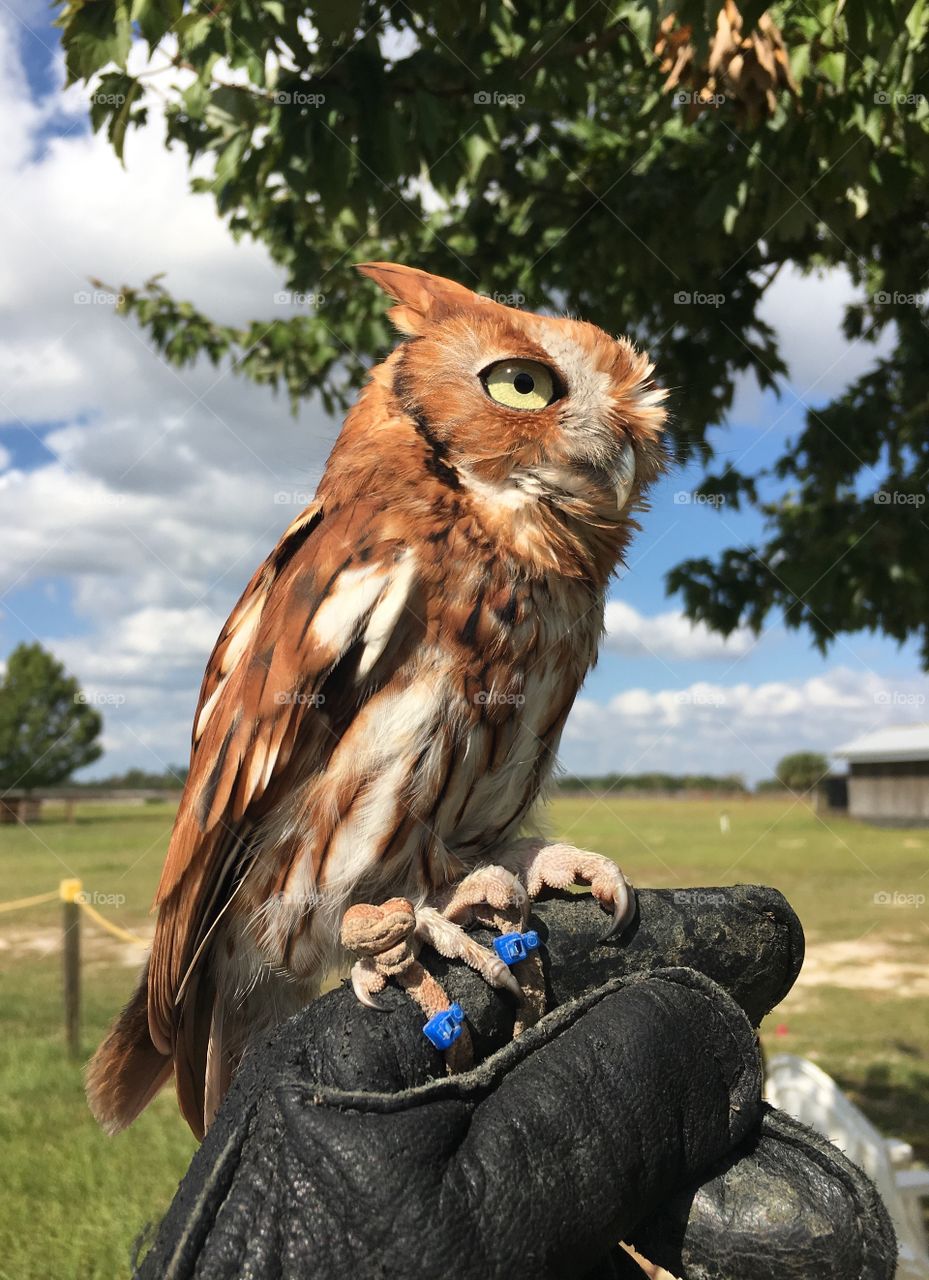 Close-up of a human hand holding screech owl