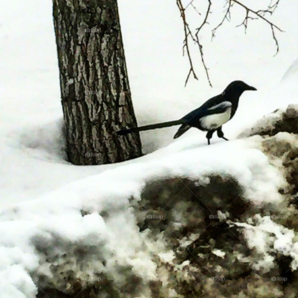 Snow, Bird, Winter, Wildlife, Nature