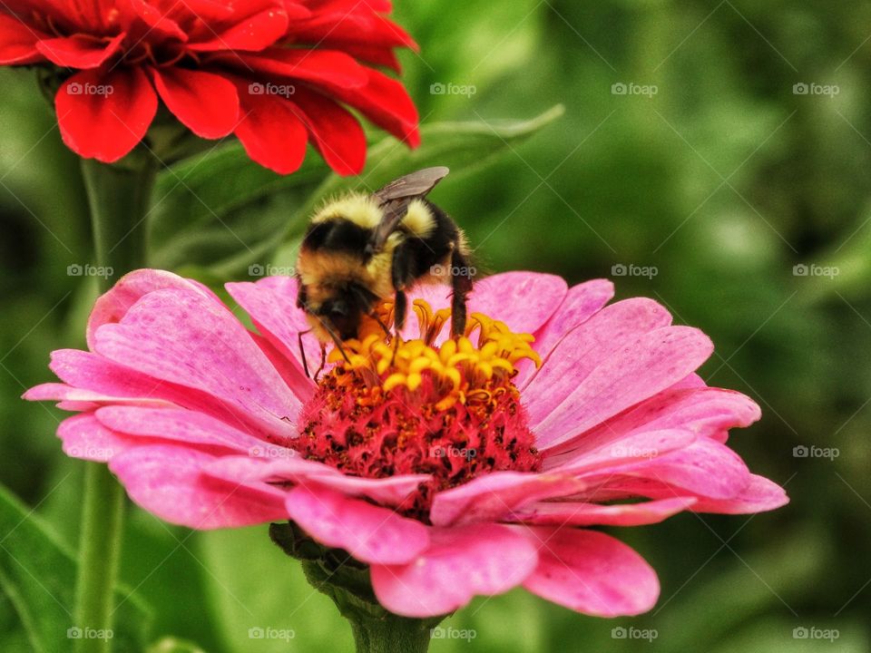 Honeybee on a pink flower
