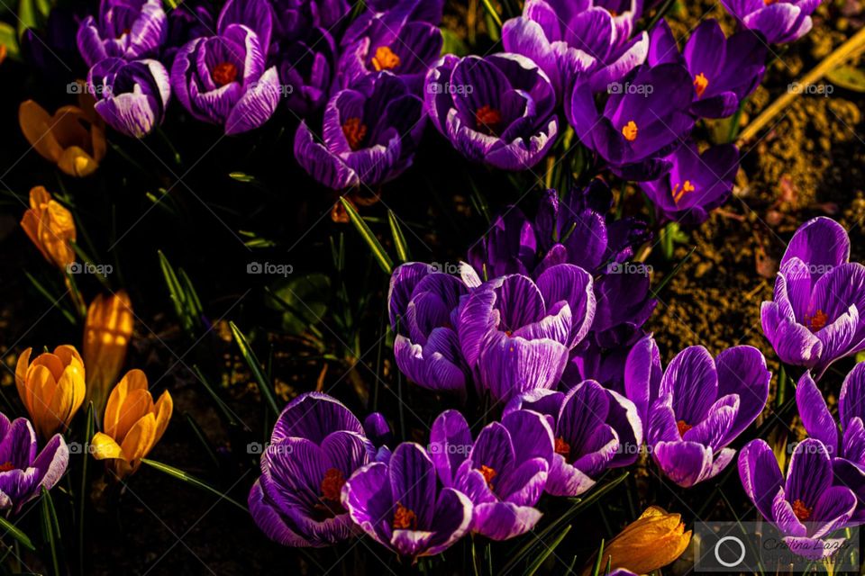 crocus in the warm light of the sun, announcing us that spring is here